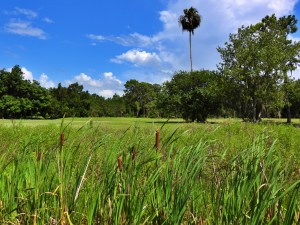 golf course, marsh vegetation